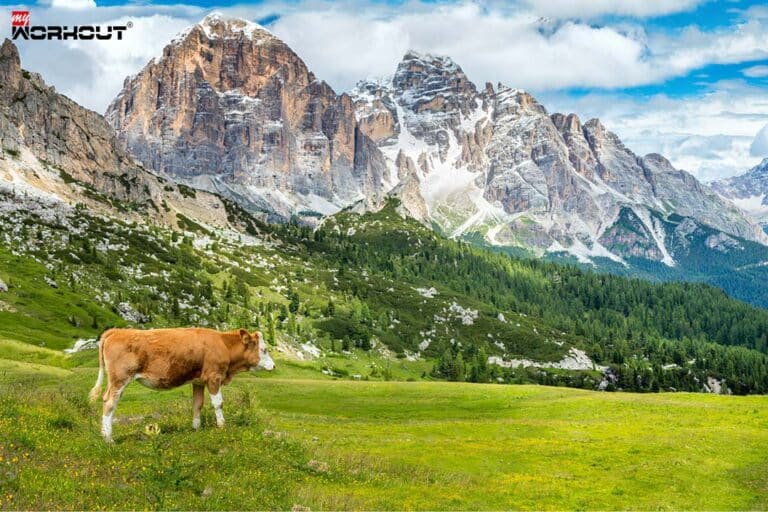 So geht gesunde Ernährung mit Schweizer «Fitness-Food» Kuh auf Weide mit Ausblick auf Berge