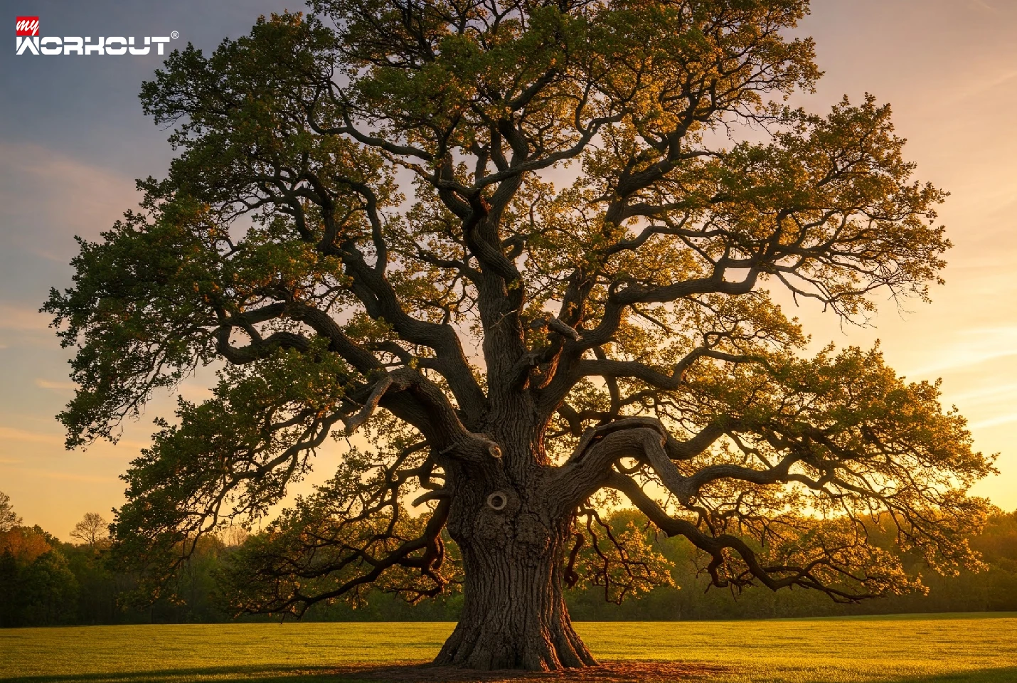 Longevity Baum